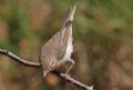 Phylloscopus bonelli